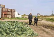 В Уватском районе продолжает развиваться инвестиционный проект по выращиванию овощей
